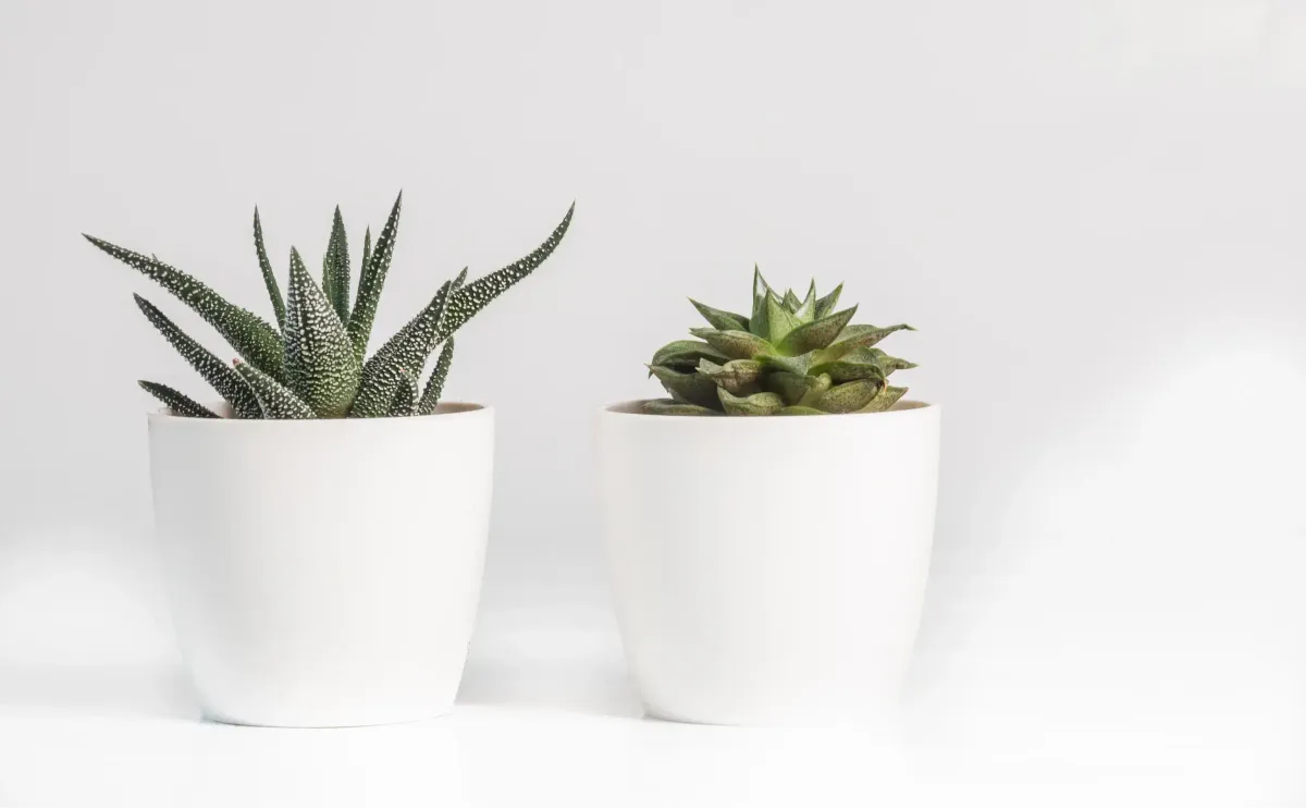 Two potted succulents in matte white planters on a pale surface