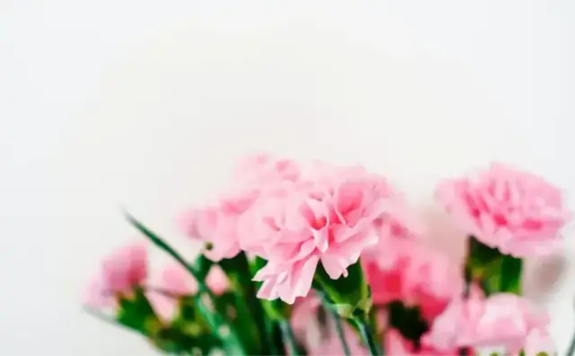 Soft pink flowers in an editorial still-life