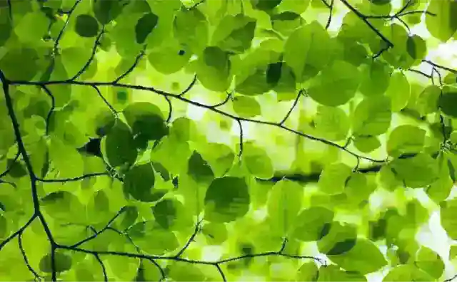 Sunlight filtering through a dense canopy of green leaves