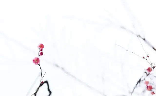 Delicate winter blossom photographed in a quiet white landscape